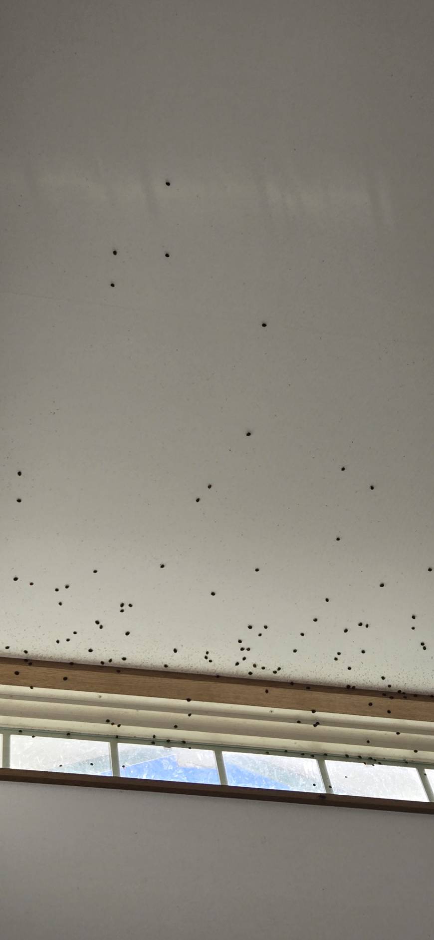 ​【大月市】大量発生したてんとう虫の駆除