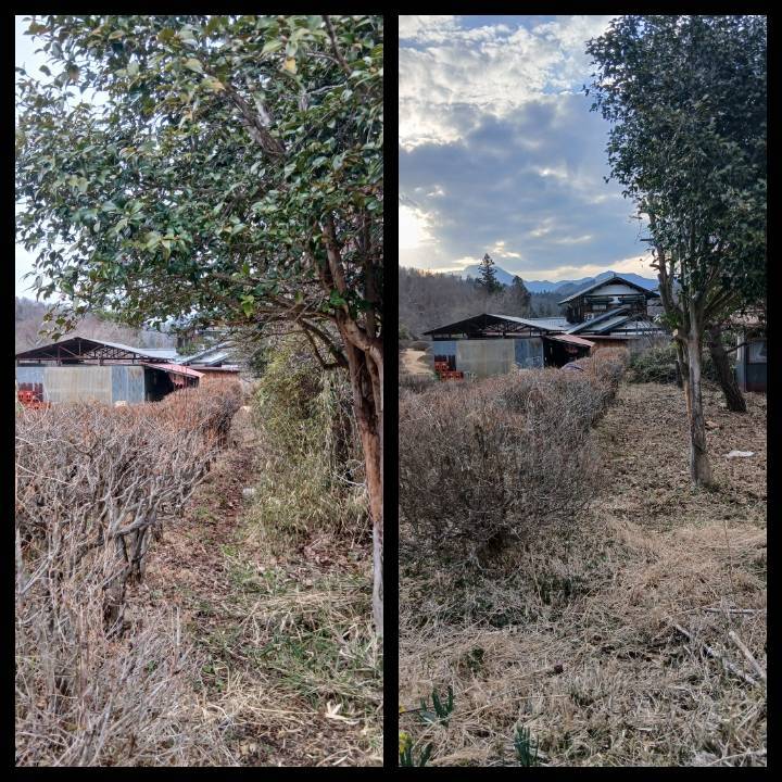 【都留市】枝の除去および周辺の草刈り